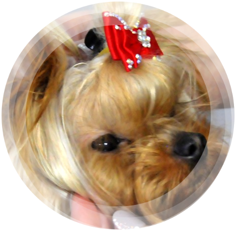 Chihuahua & Yorkshire Terrier Hodowla Stella Poli
