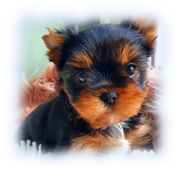 Hodowla Chihuahua i Yorkshire Terrier FCI